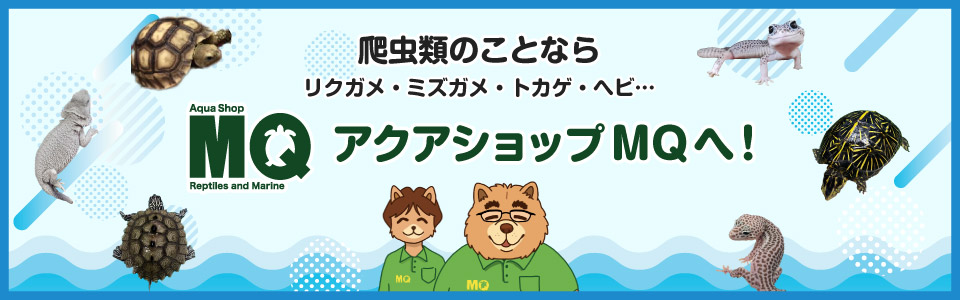 爬虫類専門ショップのアクアショップMQ